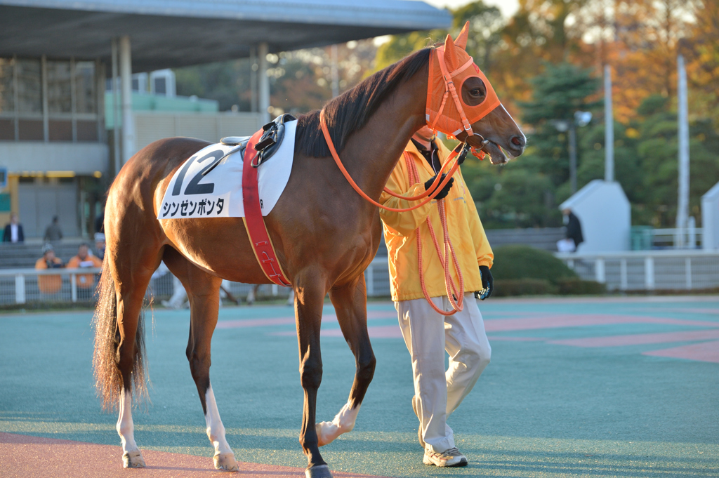 地方競馬、場平日の一コマ