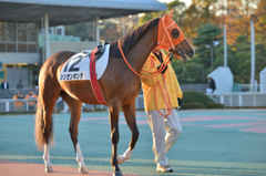 地方競馬、場平日の一コマ