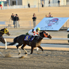 川崎記念　2015