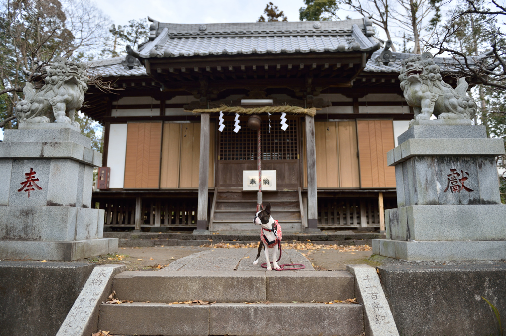 神社とともにボストンテリア