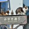 きままな猫