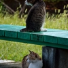 向こうに何が見えるの