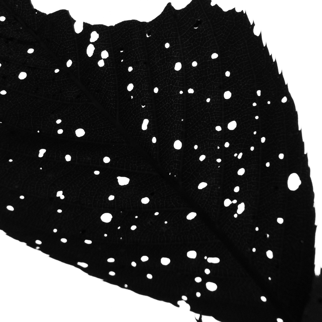 Star in the leaf