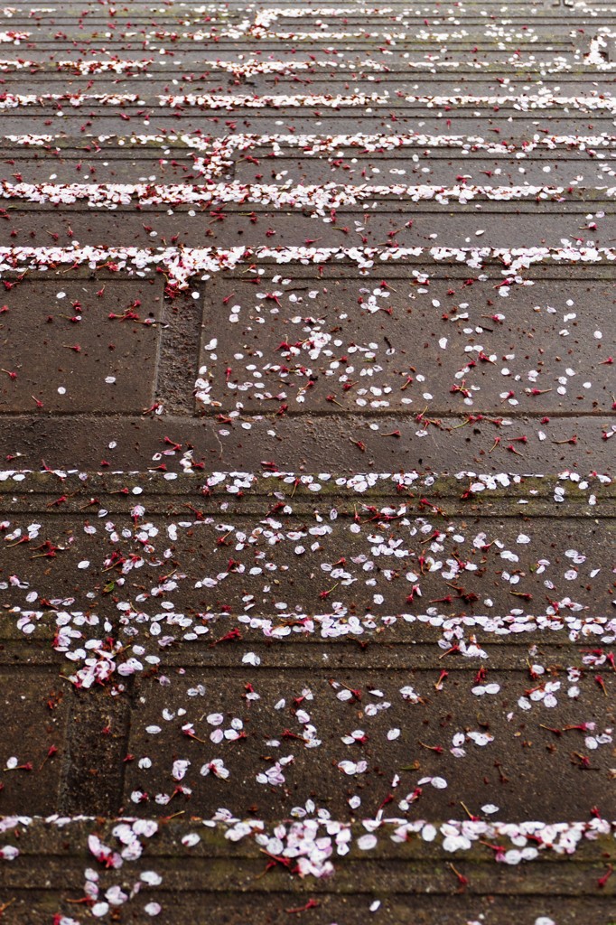 波桜