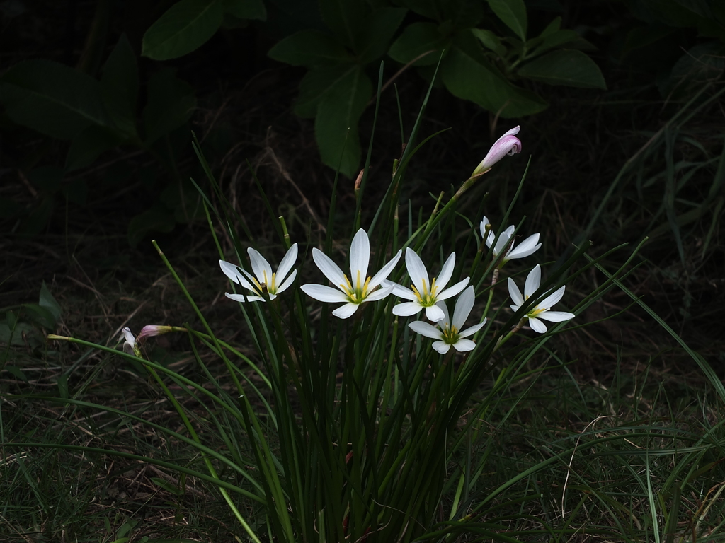 カゲニモマケズ