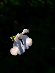 Salvia officinalis(White)