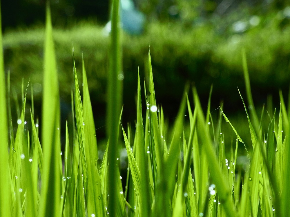 朝の雫