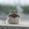 そんなに見つめられると・・・