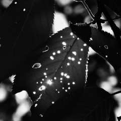 Galaxy in the leaf