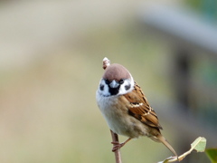 Sparrow