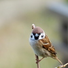 Sparrow