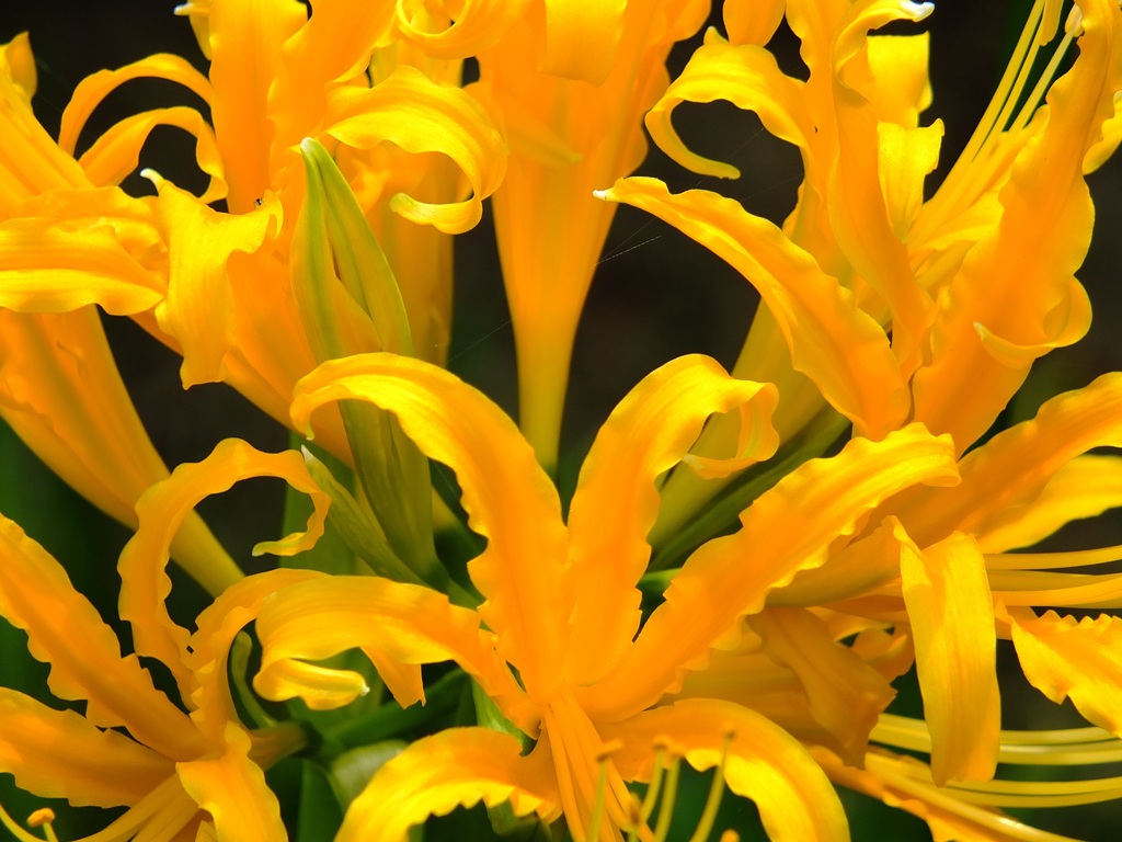Yellow amaryllis