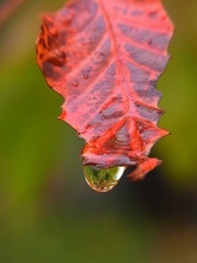Drops of autumn rain