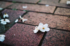 散りゆく桜