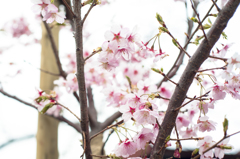 ~桜~