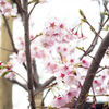 ~桜~