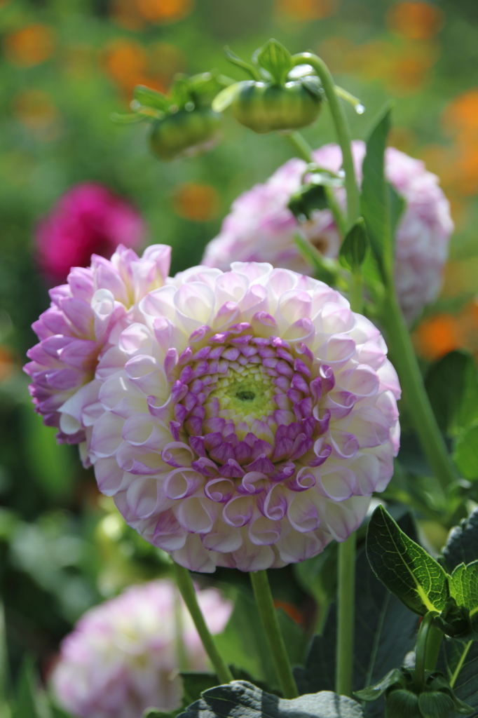 秋花
