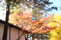 紅葉グラデーション