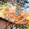 紅葉グラデーション