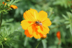蜂