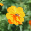 蜂