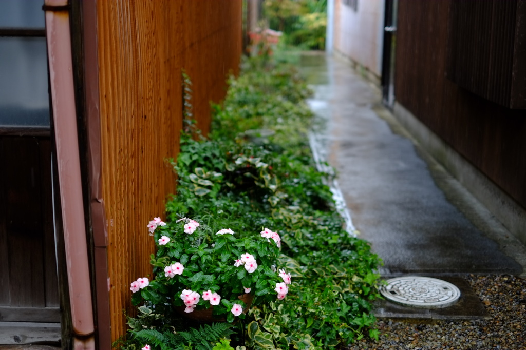 鮮やかさ増す