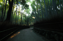 嵯峨野竹林　１