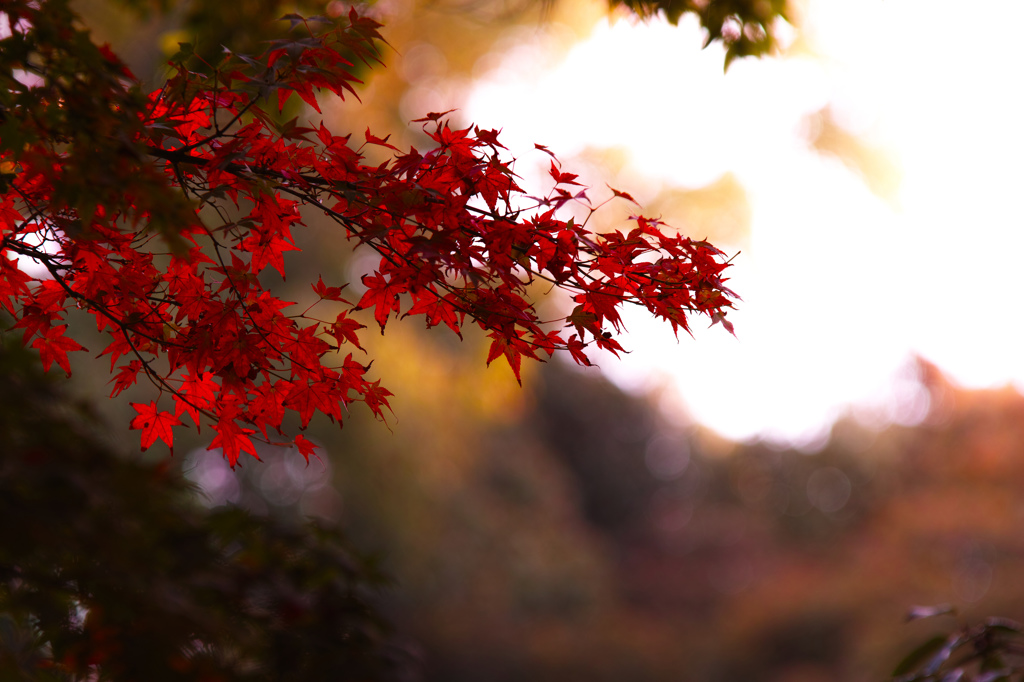 紅葉'2014 岡山後楽園 1