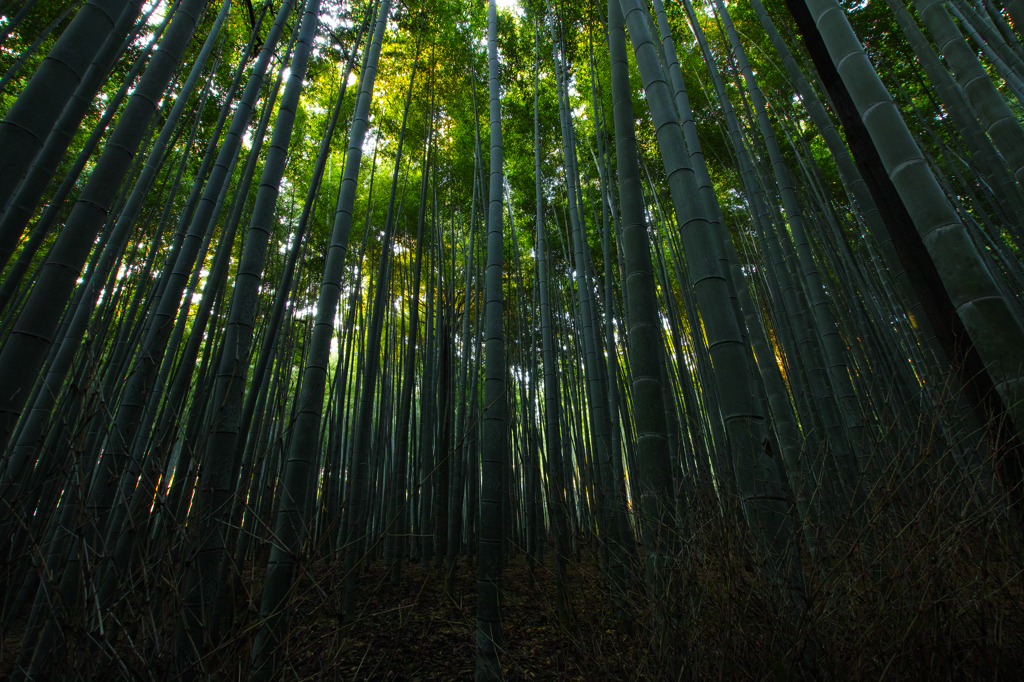 嵯峨野竹林　２
