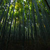 嵯峨野竹林　２