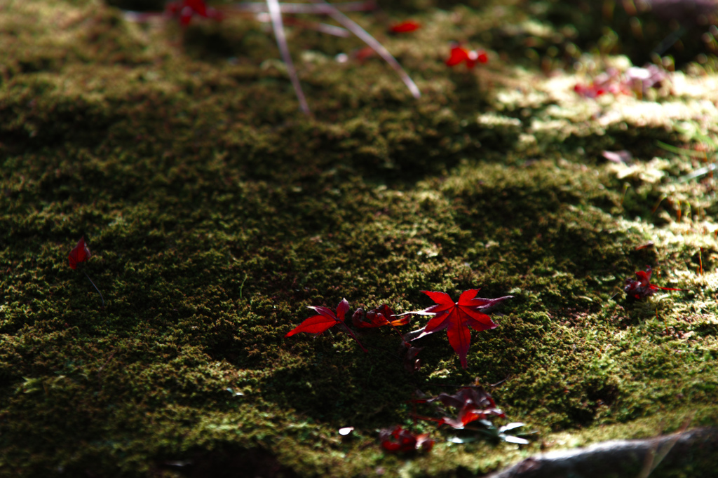 紅葉'2014 岡山後楽園 4