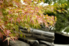 紅葉　雨模様