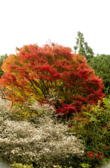 桜と紅葉