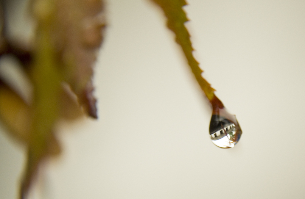 Good Old Japan in a rain drop