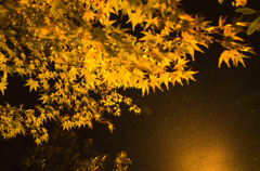 Yellow Maple in the Rain