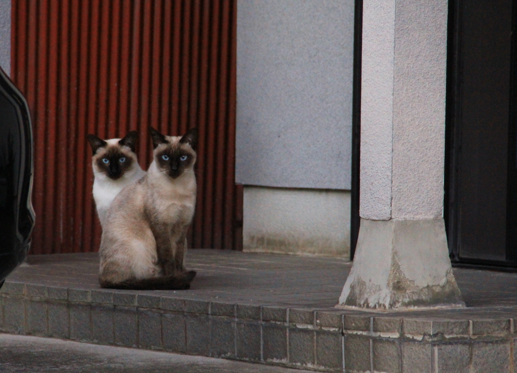 双頭のにゃん