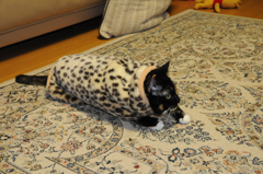 ミケが豹に