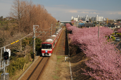 河津桜
