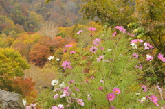 秋桜　パターン１