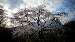 桜咲く 