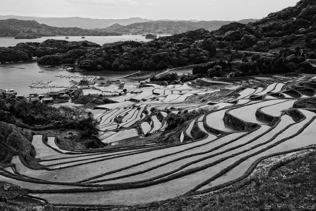 大浦の棚田