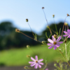 秋の花。少しの哀愁と．．．