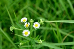 近所の草花_雑草