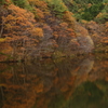 Local pond