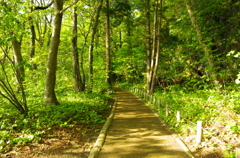 木陰路