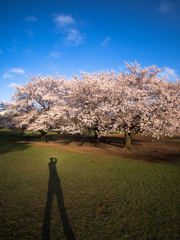 桜と僕