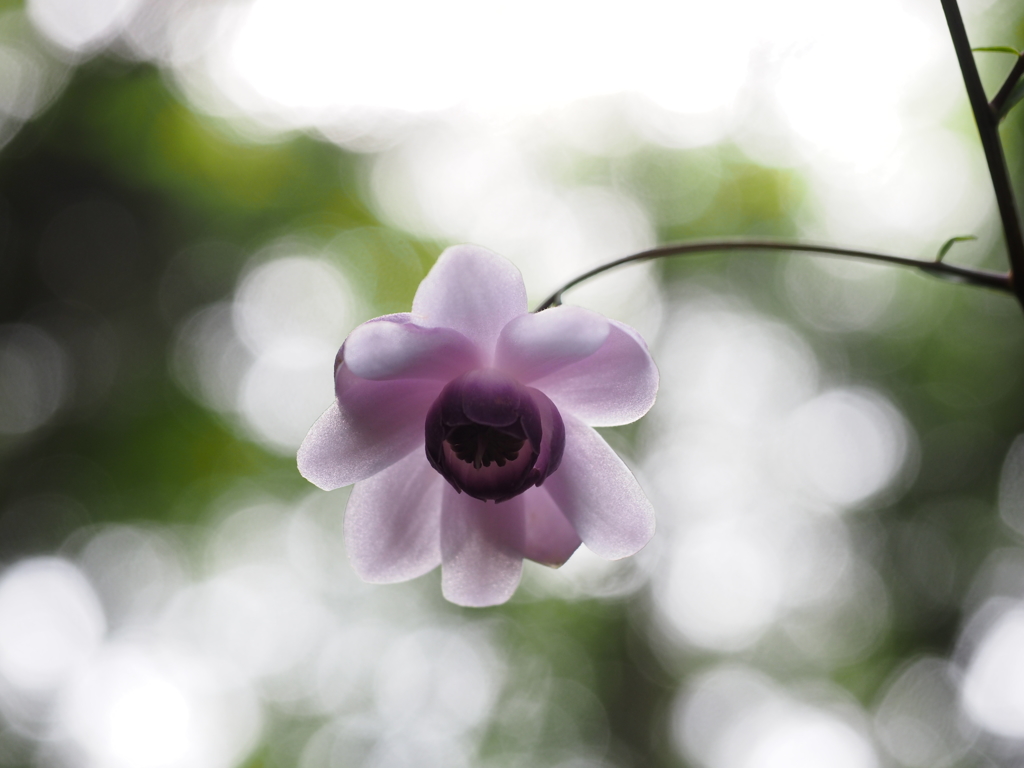 レンゲショウマ