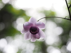 レンゲショウマ