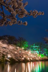 夜桜②