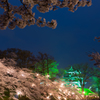 夜桜②